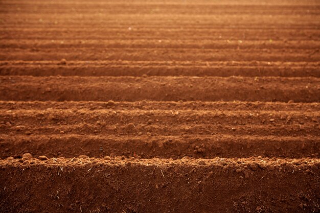 Campos de agricultura de solo de barro vermelho