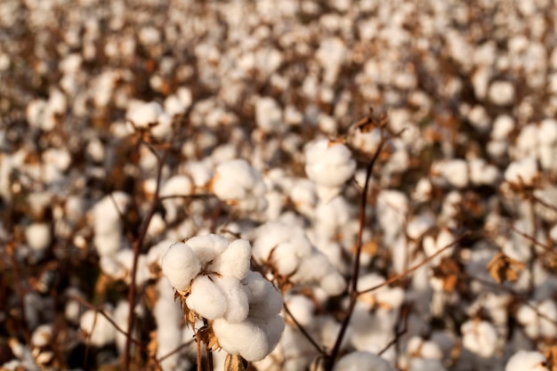 Campos de algodão prontos para colheita, foto de agricultura.