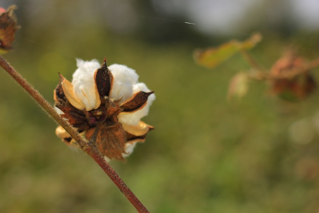 Campos de algodão