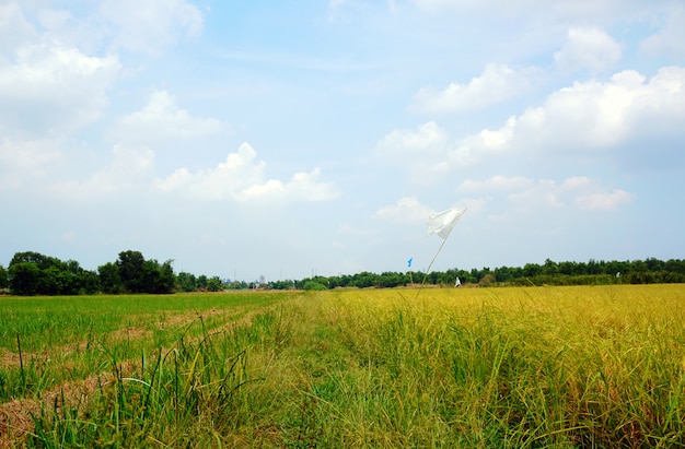 Foto campos de amarelo dourado e o céu da tarde com belas nuvens brancas no verão