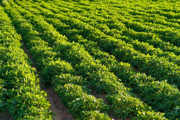 Campos de amendoim em agosto no nordeste da China