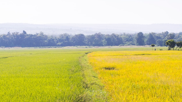 Campos de arroz amarelo e laranjaMontanhas cênicas Paisagem colorida do verão.