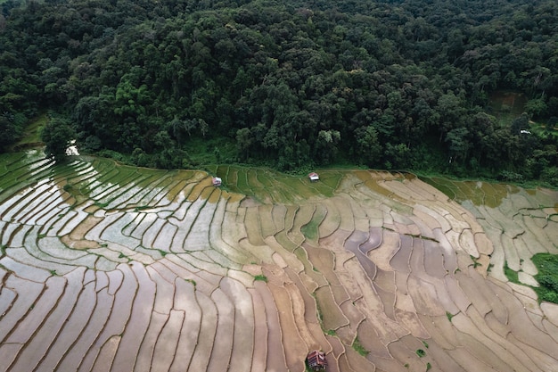 Campos de arroz antes do plantio na estação das chuvas