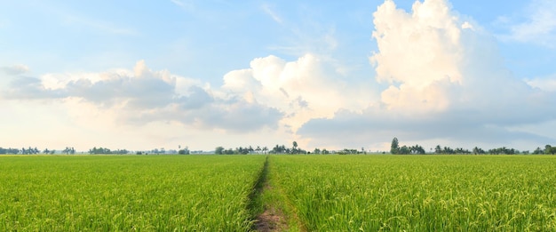 Foto campos de arroz arroz na época de colheita campos de arroz de manhã campos de arroz panorama