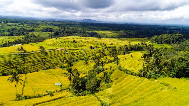 Campos de arroz bonitos em bali. famosa pelos campos de arroz em casca na ásia.