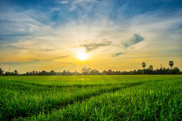 Campos de arroz com céu solar