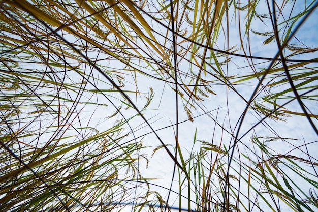 Campos de arroz com fundo de céu azul