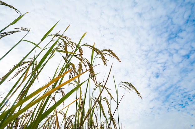 Foto campos de arroz com fundo de céu azul