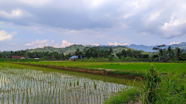 Campos de arroz com montanhas ao fundo