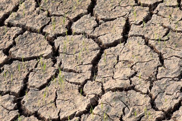 Campos de arroz com solo rachado na Tailândia