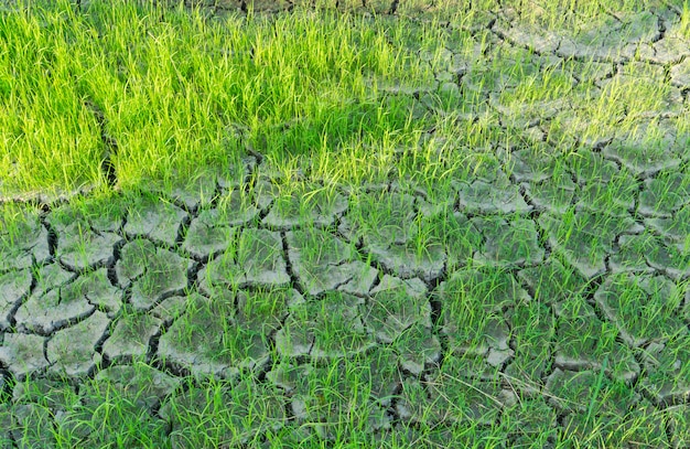 Campos de arroz cultivados em solo rachado sem água.