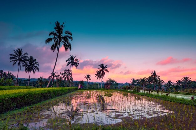 Campos de arroz de Bali