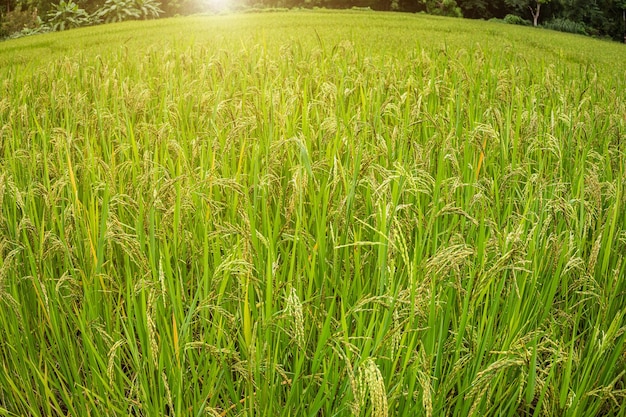 Campos de arroz de cereais com pontas maduras