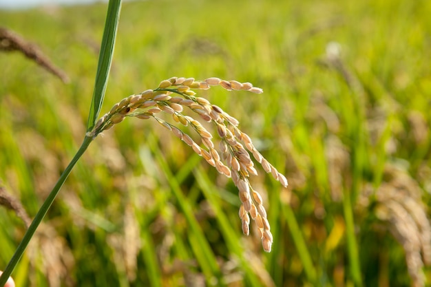 Campos de arroz de cereais com pontas maduras