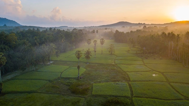 Campos de arroz de fotografia aérea de drones com bela luz da natureza pela manhã