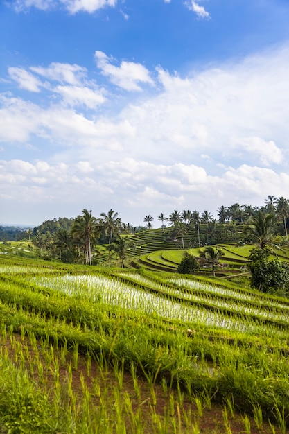 Campos de arroz de jatiluwih no sudeste de bali