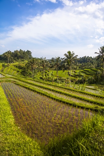 Campos de arroz de jatiluwih no sudeste de bali