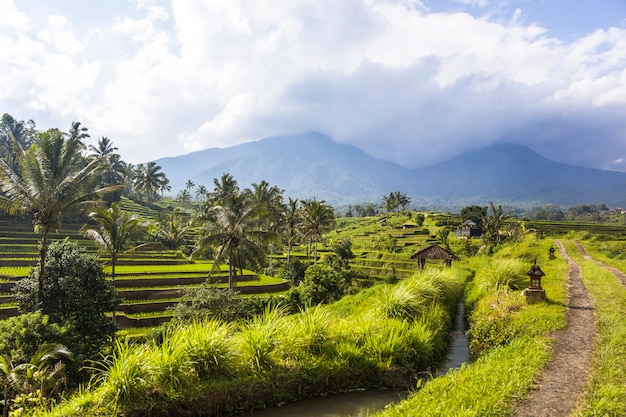 Campos de arroz de Jatiluwih no sudeste de Bali