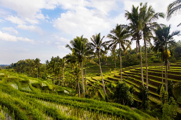 Campos de arroz de Jatiluwih no sudeste de Bali