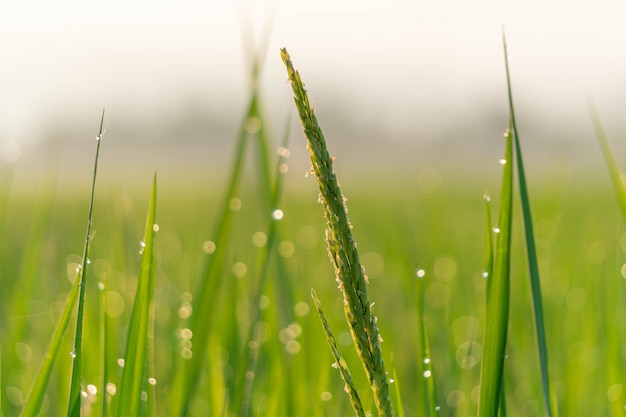 Foto campos de arroz de manhã com bokeh de gota de água.