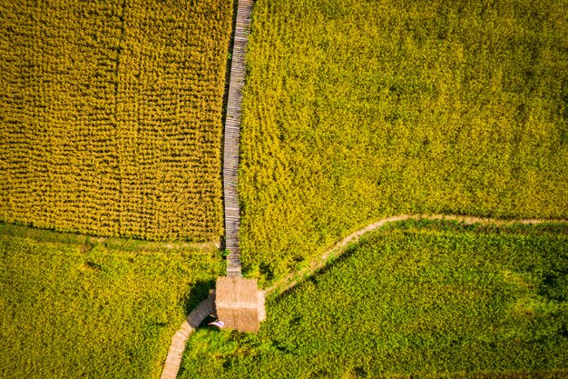 Campos de arroz de terra agrícola e ponte de madeira e bambu cabana sudeste da Ásia