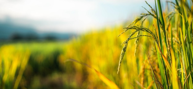 Campos de arroz e arroz na zona rural