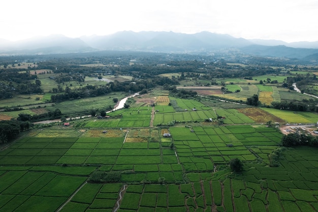 Campos de arroz e arroz na zona rural