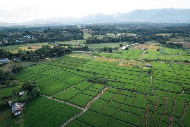 Campos de arroz e arroz na zona rural