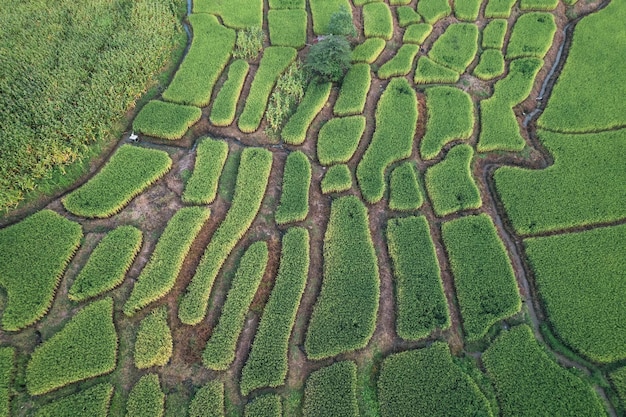 Campos de arroz e arroz na zona rural