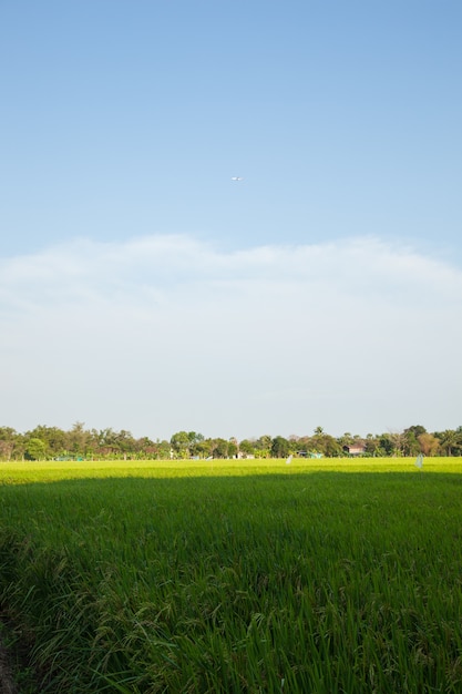 Campos de arroz e arroz.