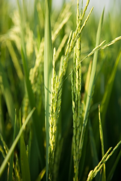 Campos de arroz e arroz.