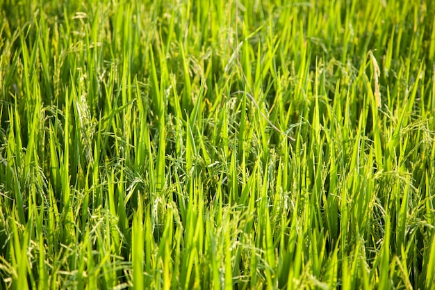 Campos de arroz e arroz.