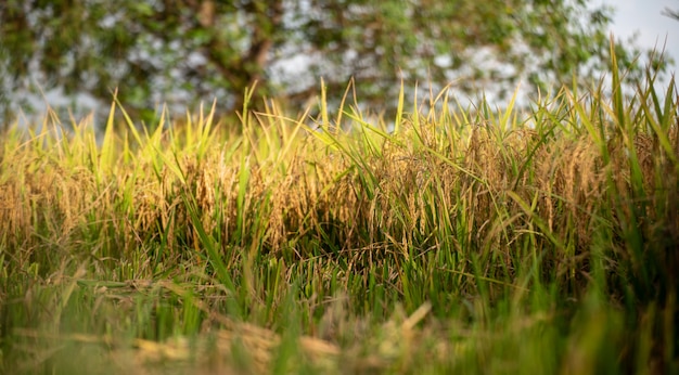 Campos de arroz e campos de arroz