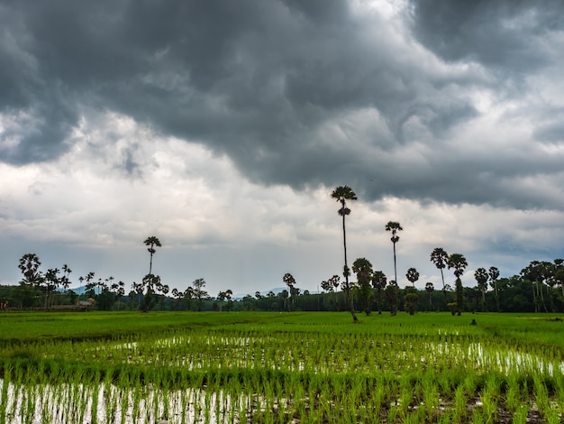 Campos de arroz e chuva caindo