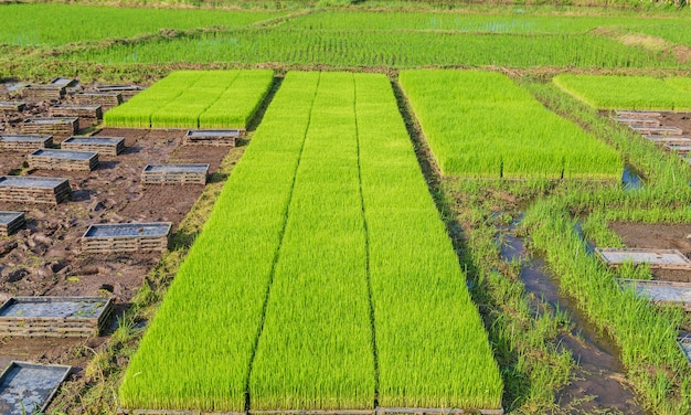 Campos de arroz e mudas recém-plantadas