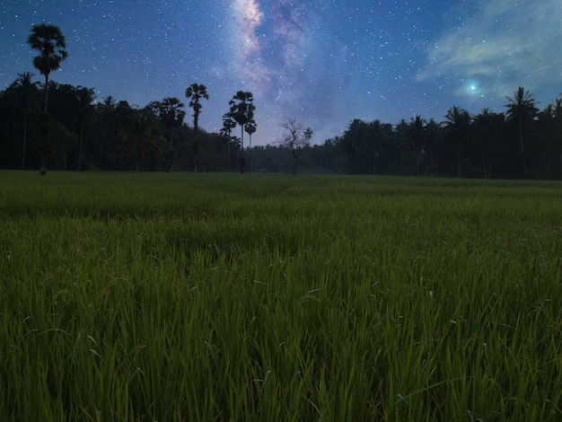 Campos de arroz e via láctea