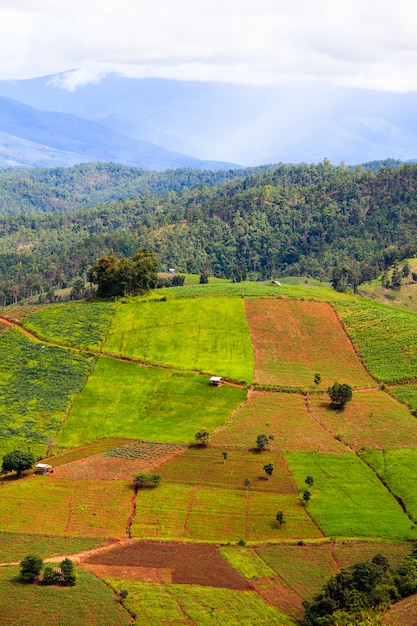 Campos de arroz em socalcos em chiang mai, tailândia