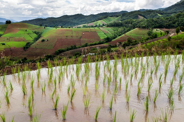 Campos de arroz em terraços em Chiang Mai Tailândia