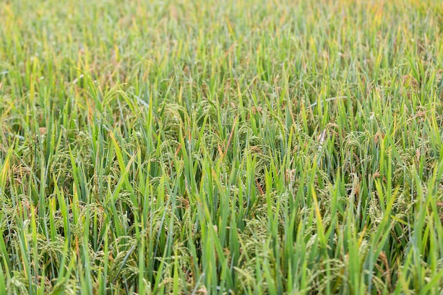 Campos de arroz em terraços verdes na estação chuvosa em Mu Cang Chai Vietnam