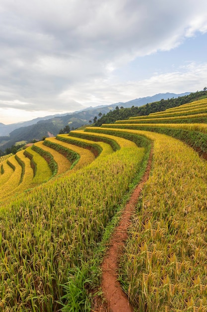 Campos de arroz em terraços verdes na estação chuvosa em Mu Cang Chai Yen Bai, Vietnã