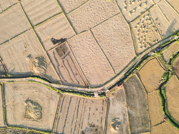 campos de arroz estão sendo colhidos