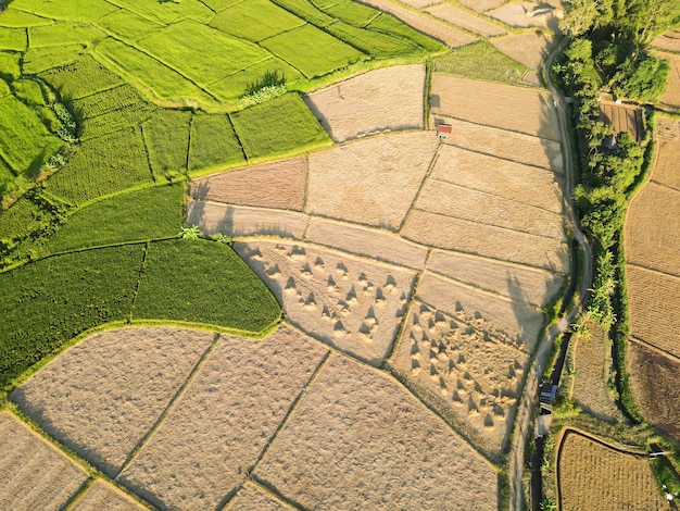 Foto campos de arroz estão sendo colhidos