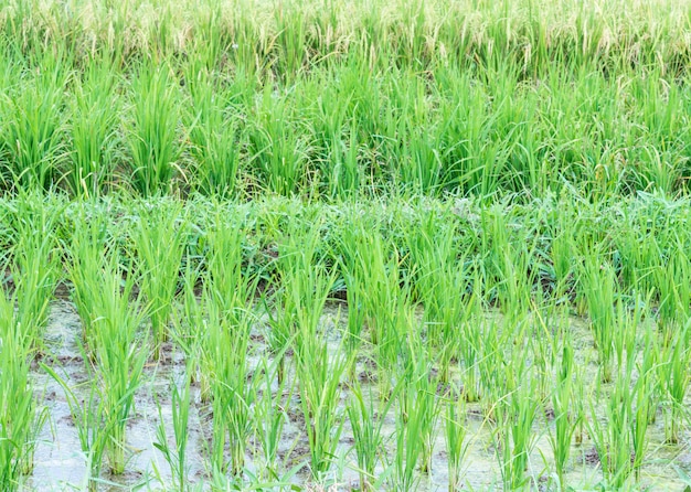 Campos de arroz jovens