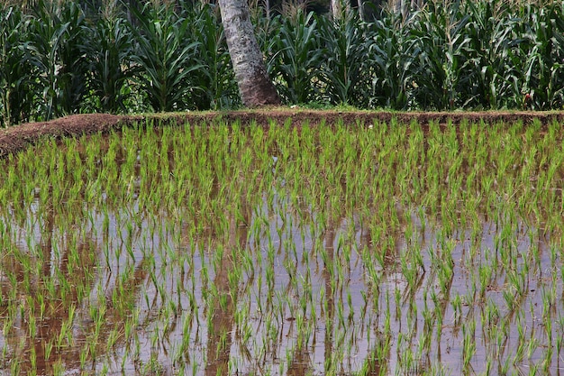 Campos de arroz na aldeia da indonésia