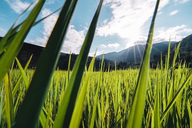 Campos de arroz na montanha à noite