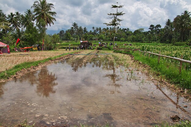 Campos de arroz na pequena aldeia da Indonésia