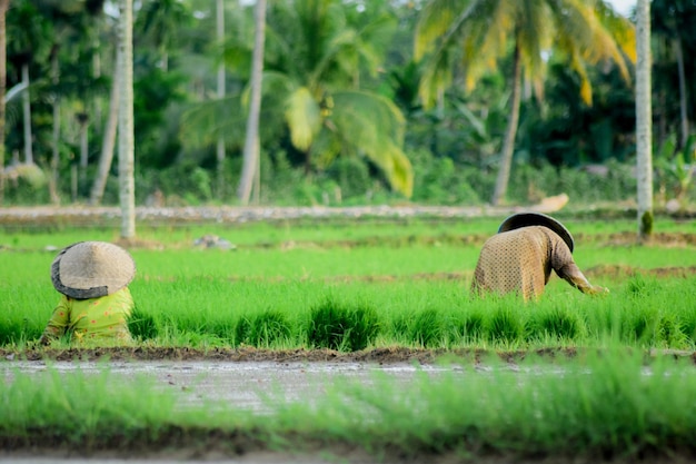 Campos de arroz no campo