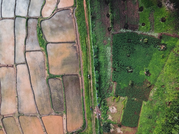 Campos de arroz no início do cultivo na ásia