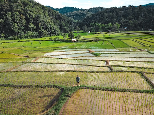 Campos de arroz no início do cultivo na ásia