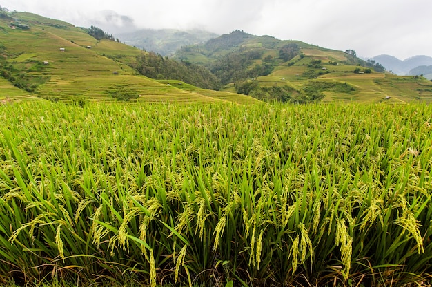 Campos de arroz no noroeste do Vietnã